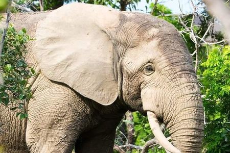 4 Days Skyway Safari to Mole National Park 