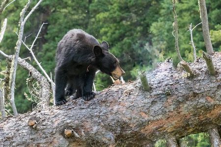 Yellowstone Wolf Watching and Wildlife Safari