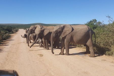 Full day big 5 addo Safari 