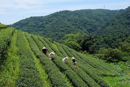 Yilan Rural Tea Picking Experience from Taipei City