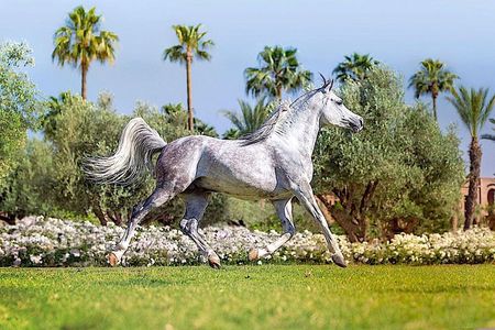 In Marrakesch :Horses ride experience 