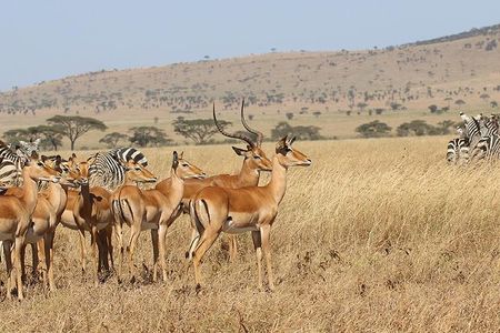4 Day Mid-range Private Roundtrip Flying from Zanzibar