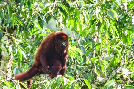 Howler Monkeys & Birds Hiking Gallery Forest