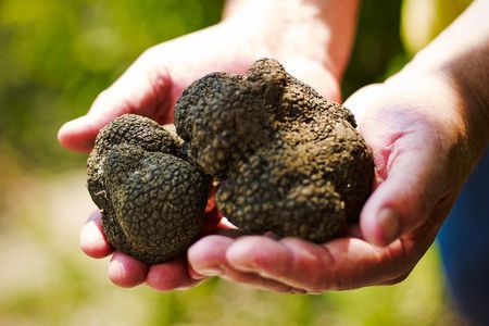 TOP TRUFFLES & WINE - Hunting & Tasting in Istria, Slovenia