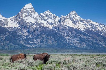 Grand Teton Wildlife Safari Tour
