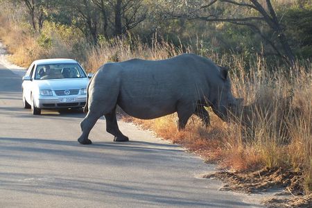 Kruger Park Safari: Guided Day Tour from Nelspruit