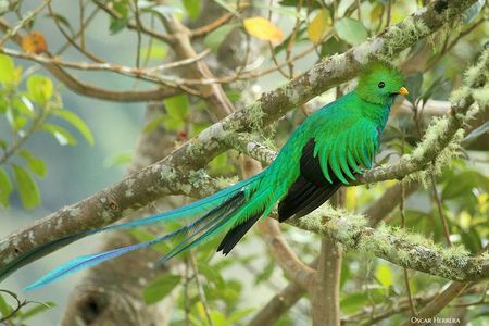 Los Quetzales National Park and Coope-Dota Coffee Experience