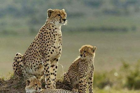 3 Days Masai Mara Budget Camping Safari Experience
