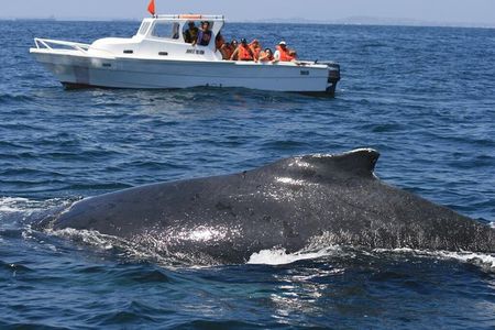 Samaná Whale Watching + Cayo Levantado from Samaná Port in Catamaran