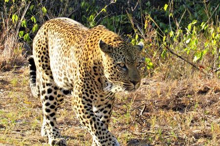 Morning Kruger National Park Safari