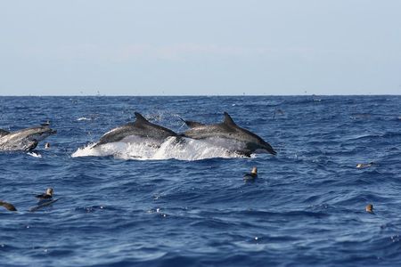 Private Historical Wildlife and Dolphin Cruise South Padre Island