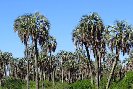 El Palmar National Park Admission Ticket