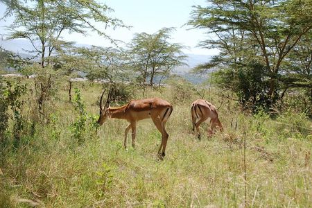 5 Days Best Of Kenya Safari
