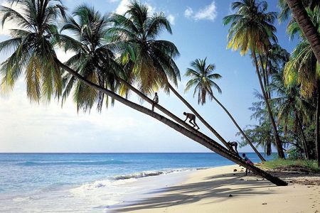 Scenic Barbados Coast To Coast Half-Day Tour