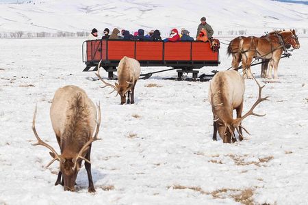 Best of Jackson Hole Wildlife Safari Tour