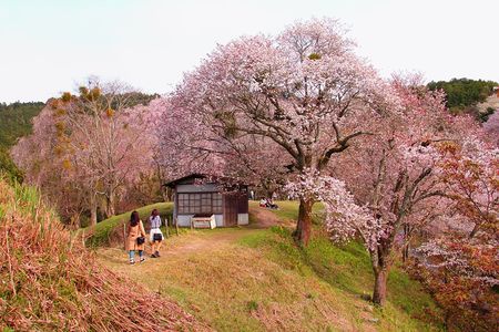 Nara Day Trip from Kyoto with a Local: Private & Personalized