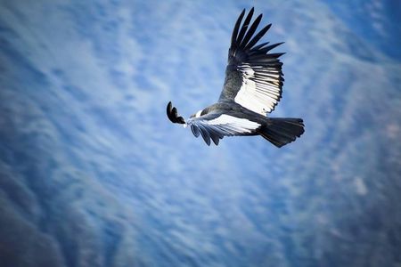 Colca Canyon Sightseeing Tour 2-Day 1-Night