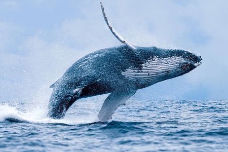 Whale Watching In Hermanus Plus Wine Tasting Tour From Cape Town