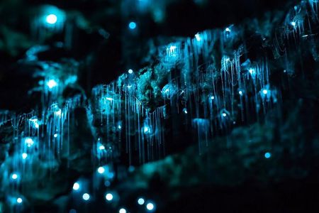 Glow-worms, Waterfalls & Rainforest Experience