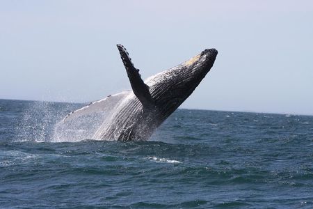 Newcastle Whale Watching Cruise
