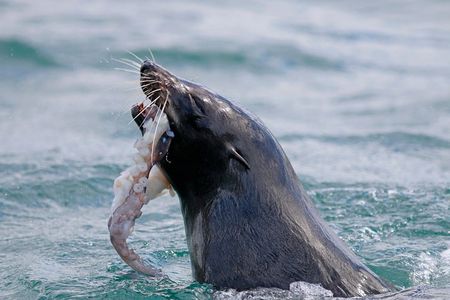 Dunedin Wildlife Cruise-Albatross, seals and harbour