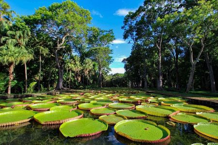 Full-Day North Tour of Mauritius, ALL INCLUSIVE Day Trip, Private SUV Car, Guide