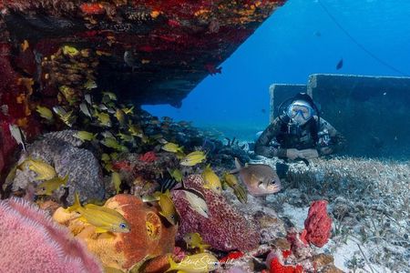 Try Scuba Diving - No previous experience! 