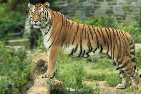 8 Days Golden Triangle Tour With Ranthambore Tiger Safari