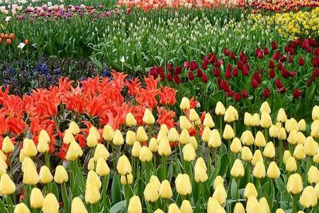 Amsterdam Private Tour to Keukenhof, Tulip Fields and Windmills