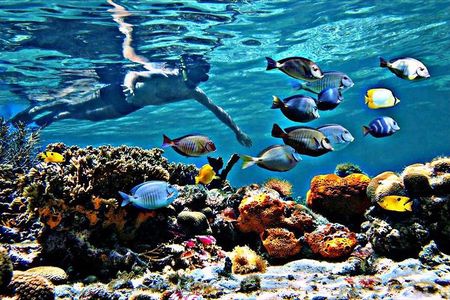 Reef Snorkel & Ocean Paddle Adventure in Fort Lauderdale Beach