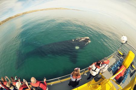 Underwater Whale Watching in Puerto Piramides