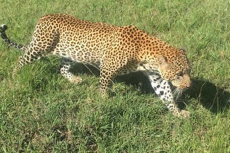 6 Days Masai Mara, L Nakuru, L Naivasha, Amboseli 4X4 Jeep safari