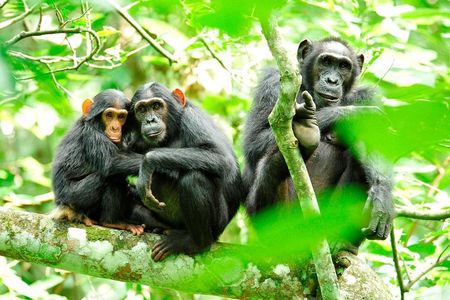 1 Day Kibale National Park