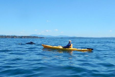 Whale Watching by Sea Kayak in Batemans Bay 