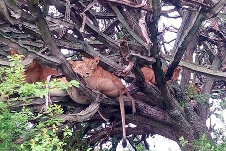 4 Day, Amazing Wildlife and Crater Lake Hiking