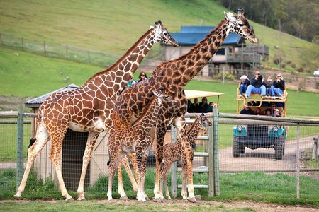 Safari West Sonoma Adventure Tour