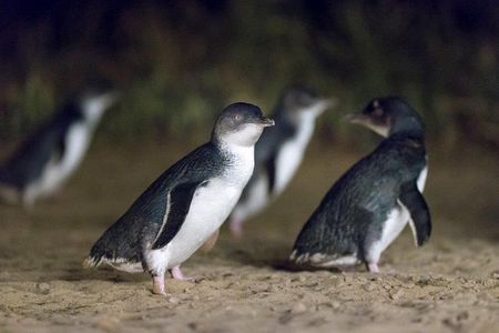 Private Tour: Phillip Island, Penguin Parade and Moonlit Sanctuary Conservation Park from Melbourne