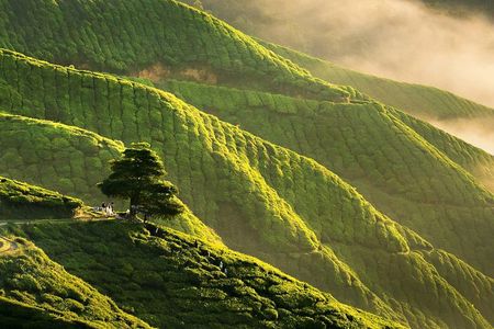 Full-day Cameron Highlands Day Trip from Kuala Lumpur
