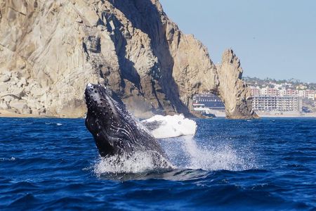 Humpback Whales in Cabo San Lucas