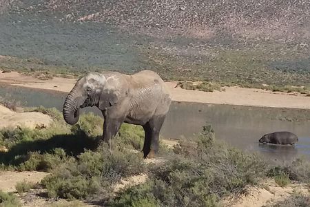 Big 5 Full Day Safari Aquila Lunch plus Breakfast From Cape Town
