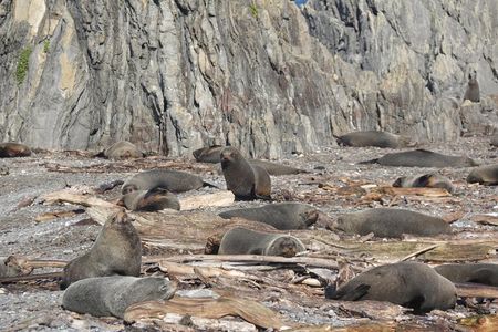 Seal Coast Safari - Exclusive access to Wellington's secret coast