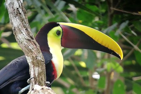 Manuel Antonio National Park Tour