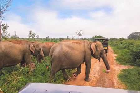 Bundala National Park Safari