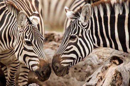 6-Day Amboseli NP, L Nakuru NP, Masai Mara Budget Safari
