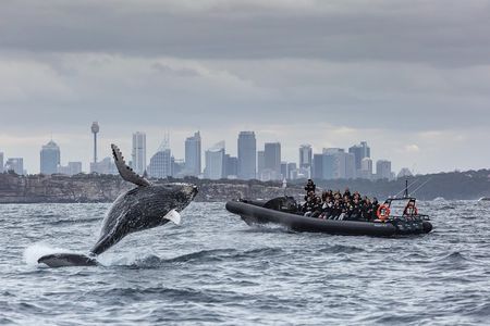 Sydney Whale-Watching Experience