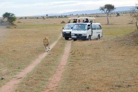 4 Day Private Masai Mara National Reserve & Lake Nakuru National Park Safari