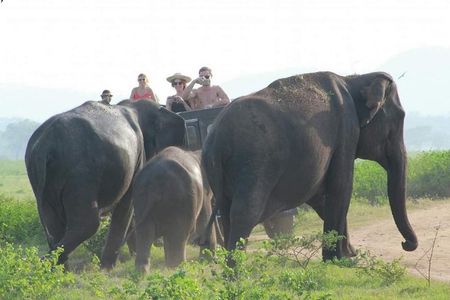 Jeep safari Minneriya / Kaudulla National Park