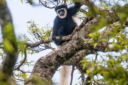 Arusha National Park Day Trip
