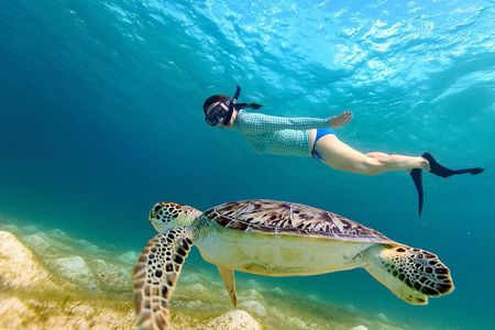 San Juan Turtle Spotting Snorkel Adventure with Videos