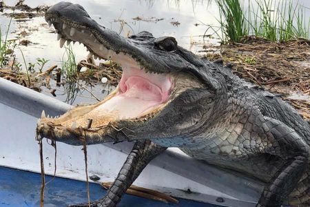 New Orleans Small-Group Airboat Swamp Tour